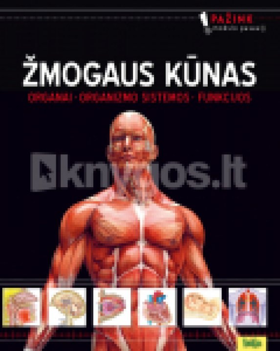 Žmogaus kūnas: organai, organizmo sistemos, funkcijos