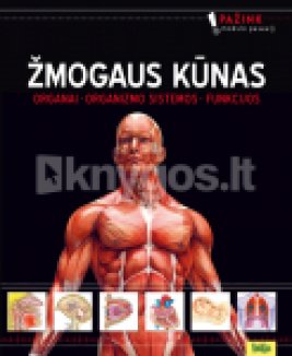 Žmogaus kūnas: organai, organizmo sistemos, funkcijos